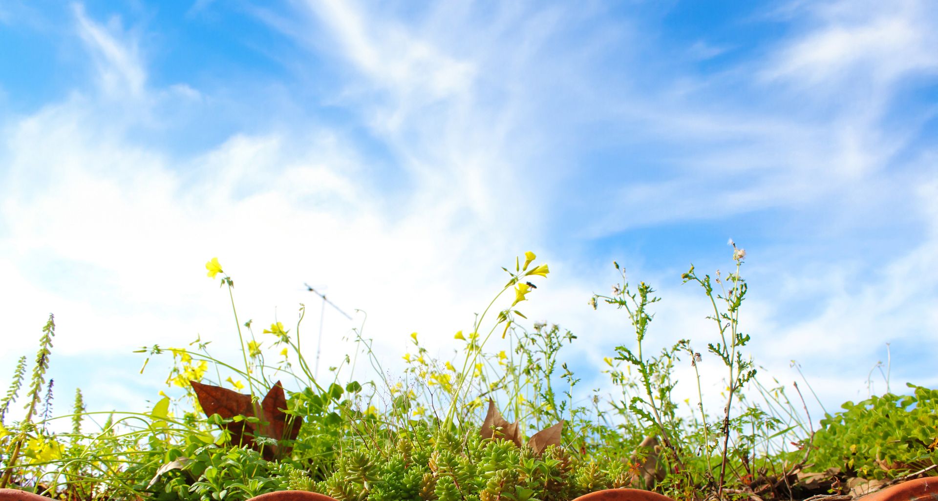 Dachbegrünung mit blauem Himmel